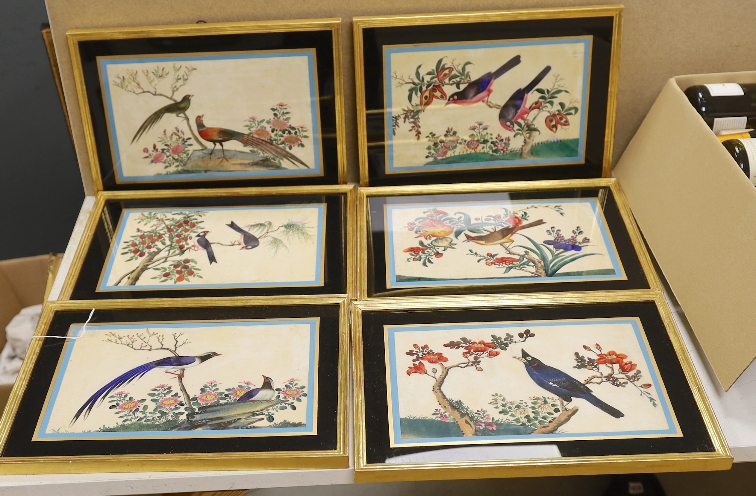 19th century Chinese School, set of six pith paper paintings, Birds of paradise amongst flowers, 17 x 28cm